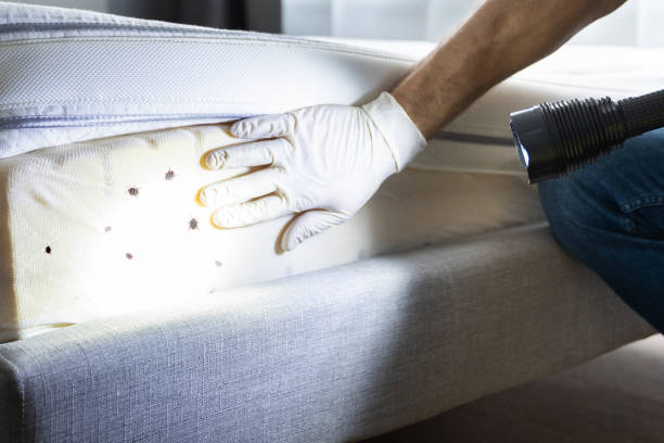 Best Bed Bug Extermination  in Lifornia City, CA