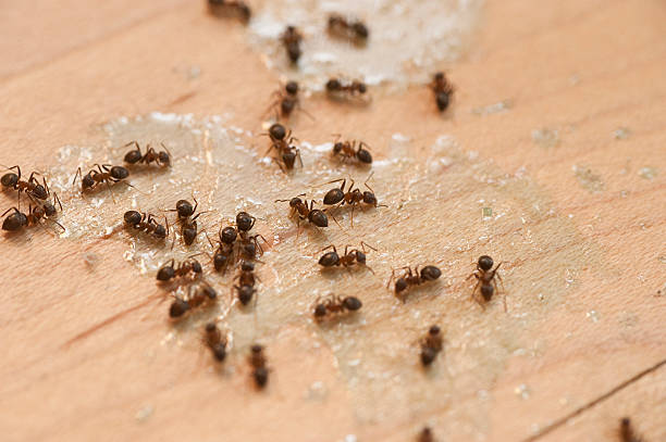 Trusted California City, CA Pest Control Experts
