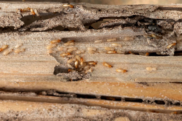 Best Rat Extermination Near Me  in Lifornia City, CA