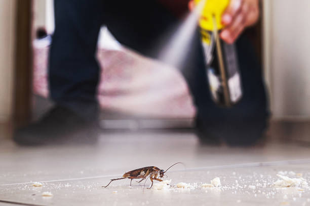 Best Affordable Pest Control Services  in Lifornia City, CA