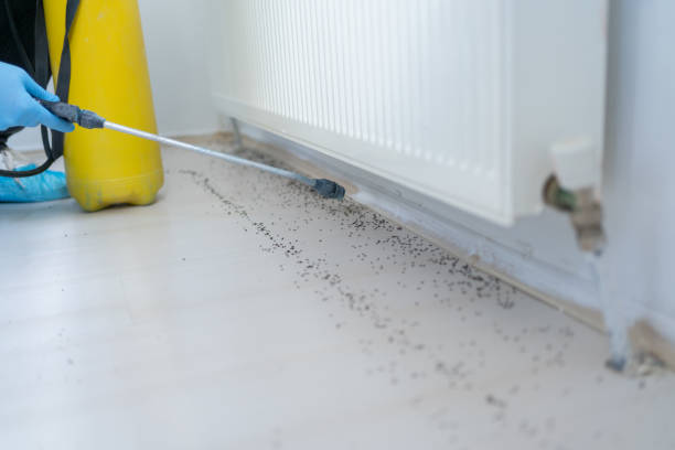 Best Local Pest Control Services  in Lifornia City, CA